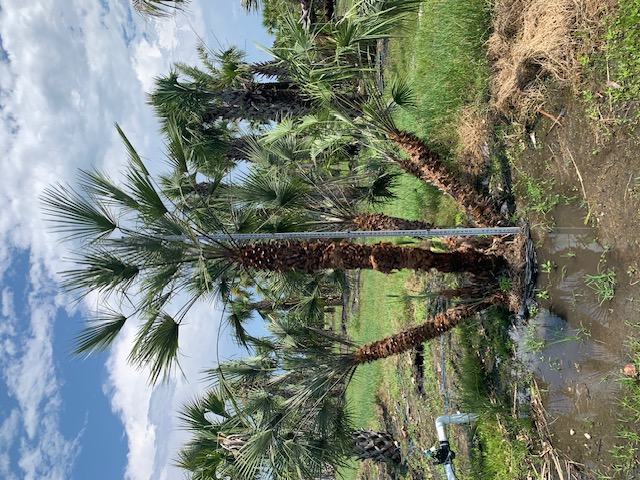 chamaerops-humilis-european-fan-palm-mediterranean-fan-palm