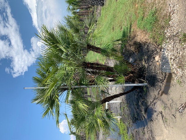 chamaerops-humilis-european-fan-palm-mediterranean-fan-palm