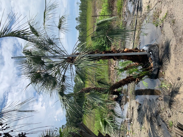 chamaerops-humilis-european-fan-palm-mediterranean-fan-palm