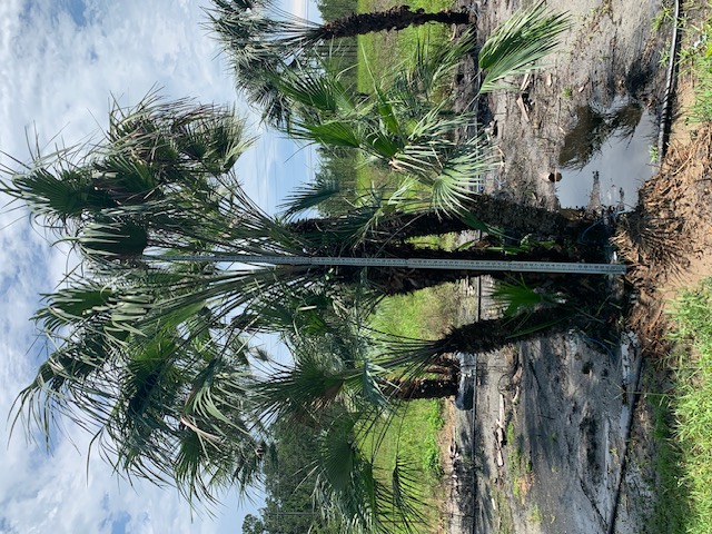chamaerops-humilis-european-fan-palm-mediterranean-fan-palm