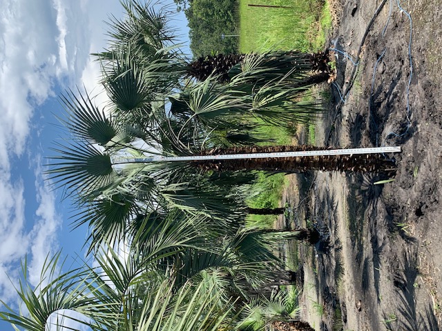 chamaerops-humilis-european-fan-palm-mediterranean-fan-palm