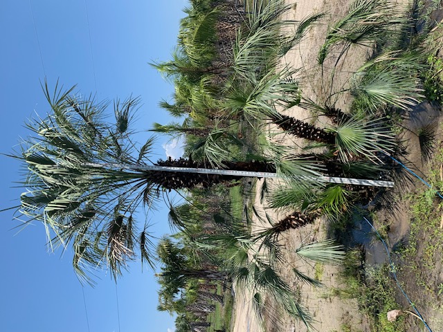chamaerops-humilis-european-fan-palm-mediterranean-fan-palm