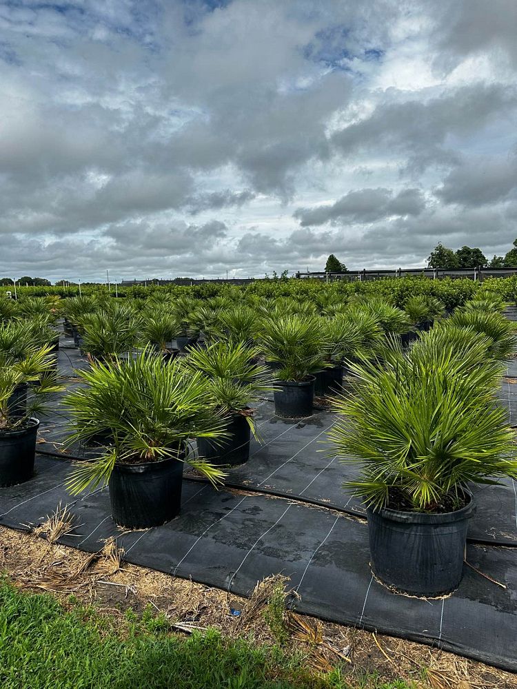 chamaerops-humilis-european-fan-palm-mediterranean-fan-palm