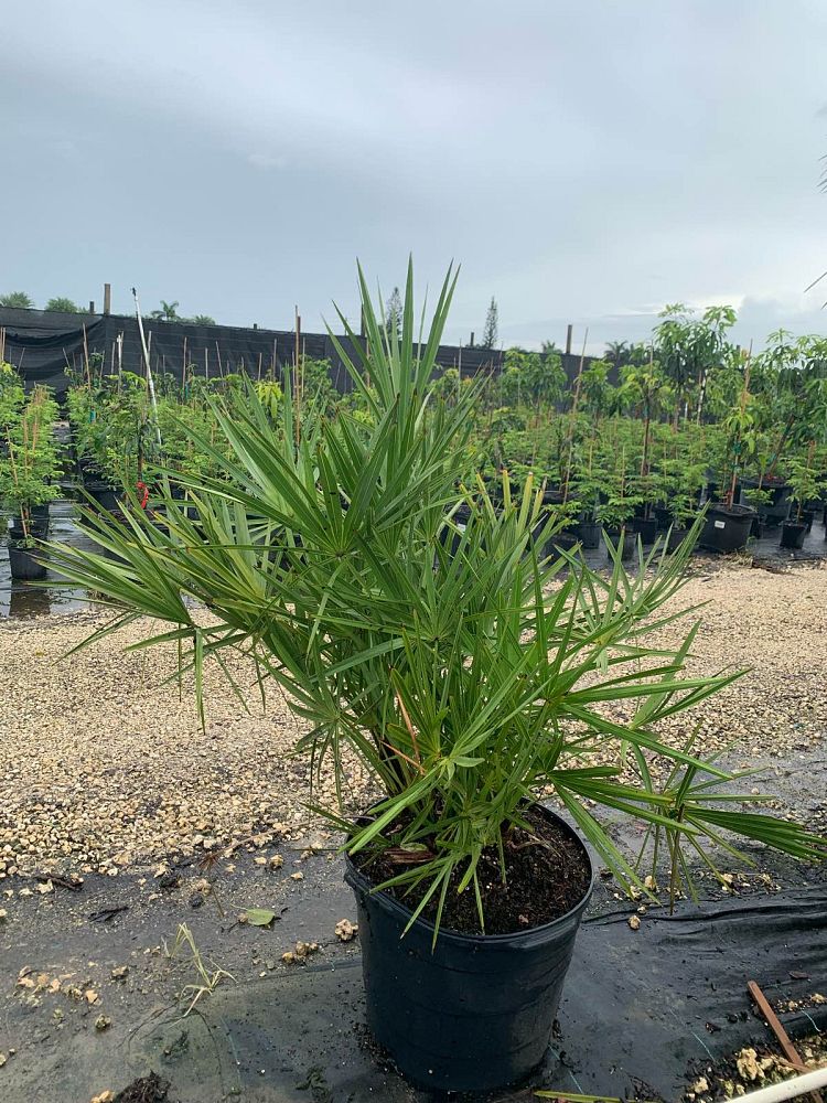 chamaerops-humilis-european-fan-palm-mediterranean-fan-palm