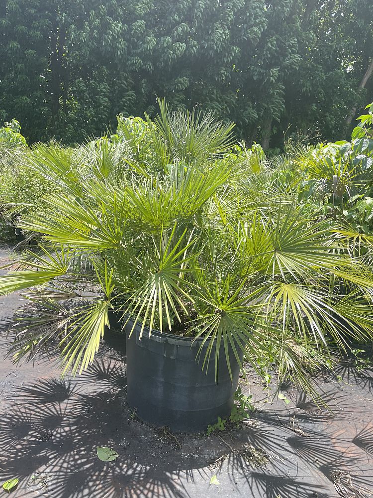 chamaerops-humilis-european-fan-palm-mediterranean-fan-palm