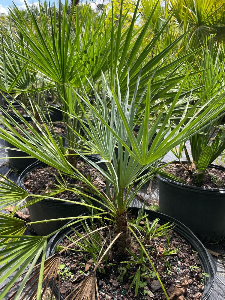 chamaerops-humilis-european-fan-palm-mediterranean-fan-palm