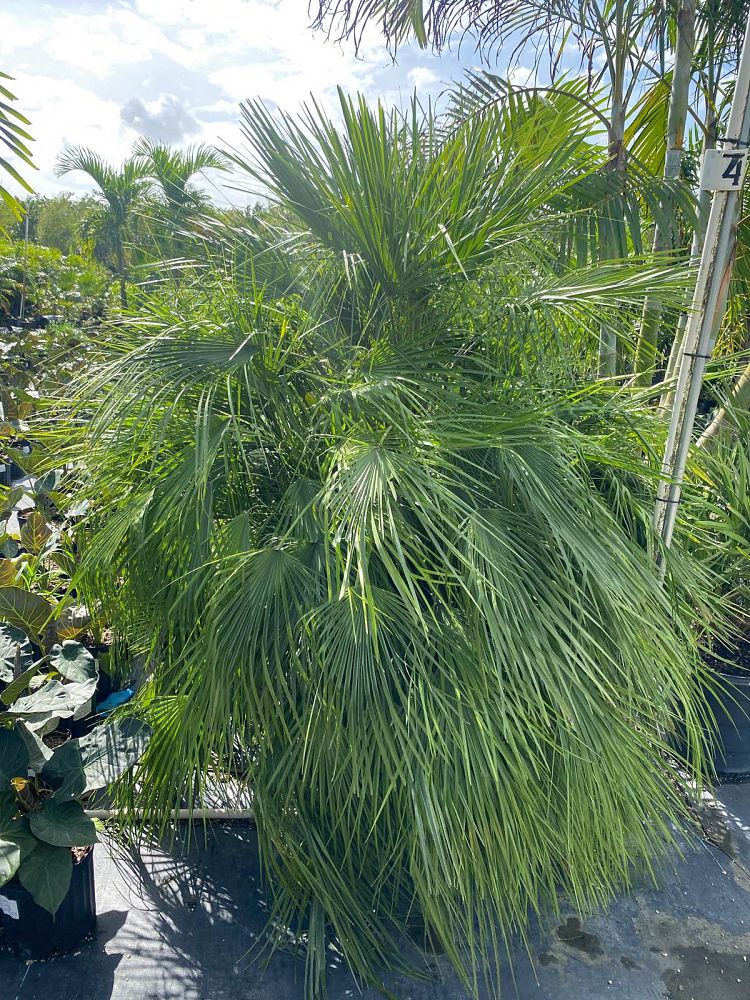 chamaerops-humilis-european-fan-palm-mediterranean-fan-palm
