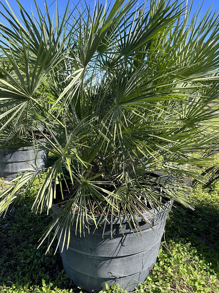 chamaerops-humilis-european-fan-palm-mediterranean-fan-palm