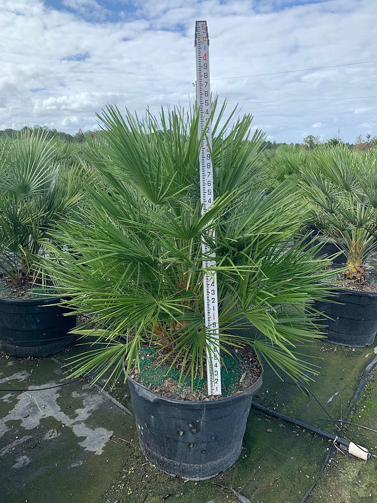chamaerops-humilis-european-fan-palm-mediterranean-fan-palm