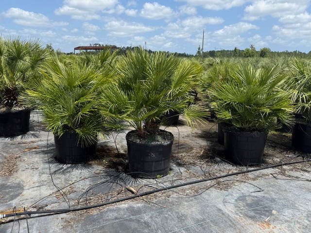chamaerops-humilis-european-fan-palm-mediterranean-fan-palm