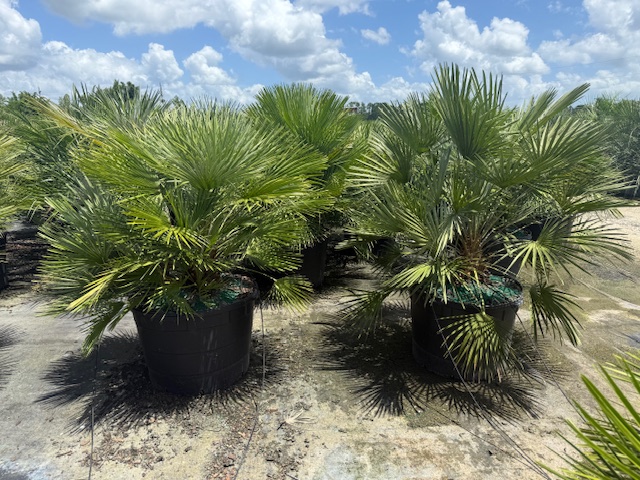 chamaerops-humilis-european-fan-palm-mediterranean-fan-palm