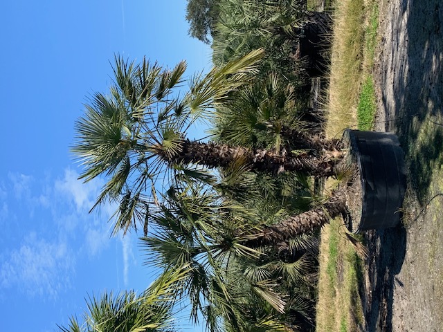 chamaerops-humilis-european-fan-palm-mediterranean-fan-palm