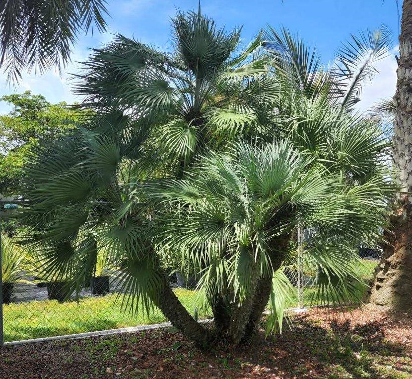chamaerops-humilis-european-fan-palm-mediterranean-fan-palm