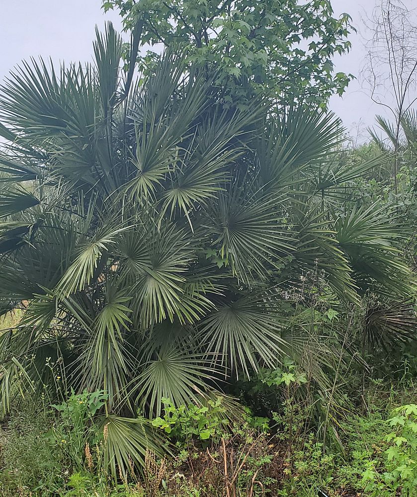 chamaerops-humilis-european-fan-palm-mediterranean-fan-palm