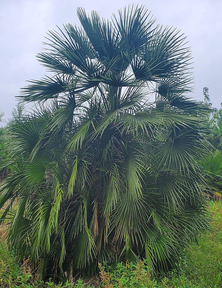 chamaerops-humilis-european-fan-palm-mediterranean-fan-palm
