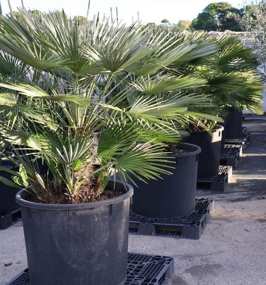 chamaerops-humilis-european-fan-palm-mediterranean-fan-palm