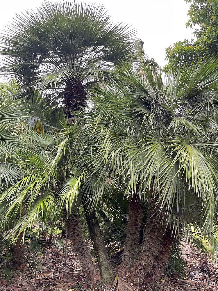 chamaerops-humilis-european-fan-palm-mediterranean-fan-palm