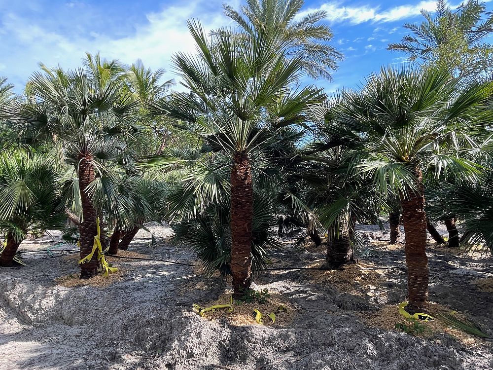 chamaerops-humilis-european-fan-palm-mediterranean-fan-palm
