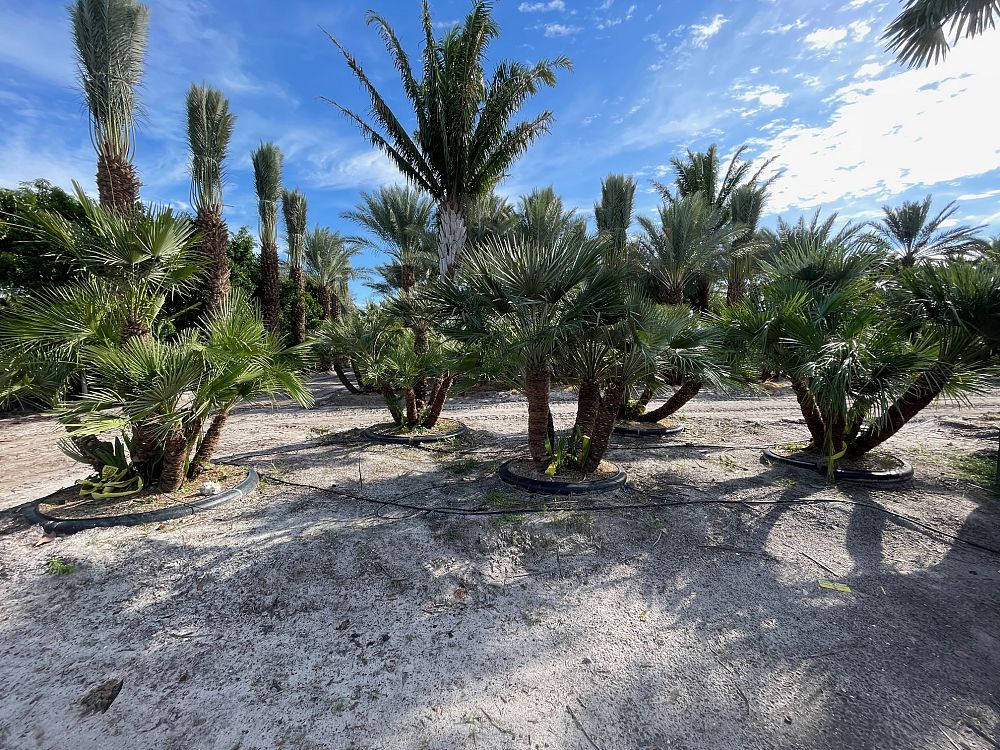 chamaerops-humilis-european-fan-palm-mediterranean-fan-palm