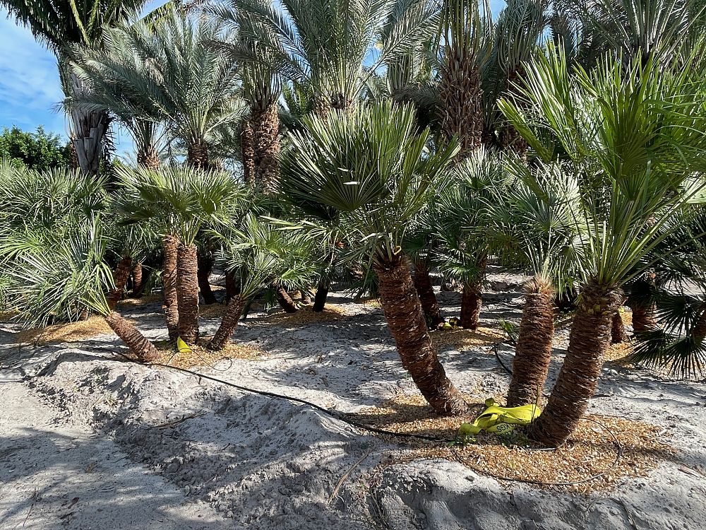 chamaerops-humilis-european-fan-palm-mediterranean-fan-palm