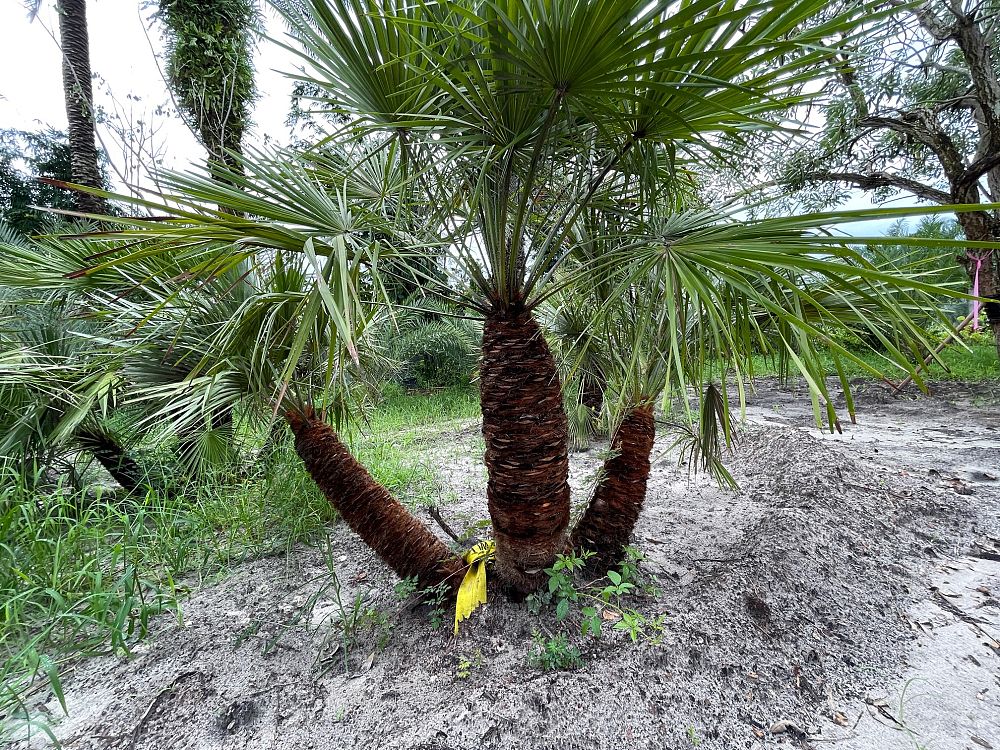 chamaerops-humilis-european-fan-palm-mediterranean-fan-palm