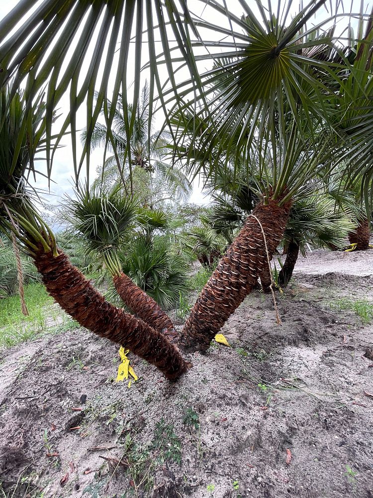 chamaerops-humilis-european-fan-palm-mediterranean-fan-palm