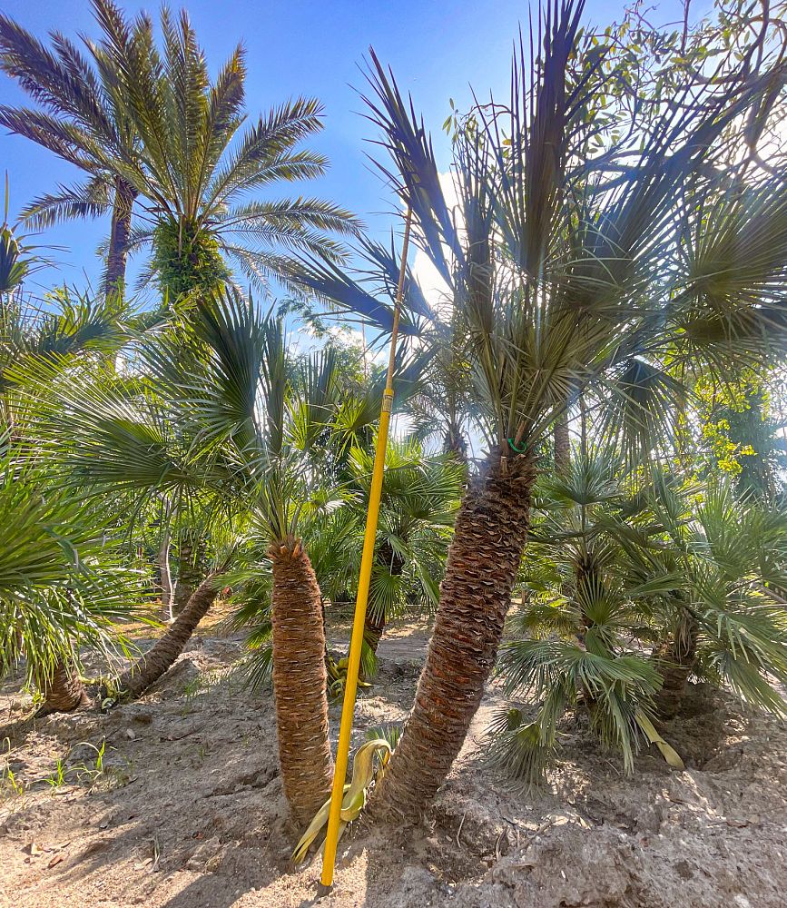 chamaerops-humilis-european-fan-palm-mediterranean-fan-palm