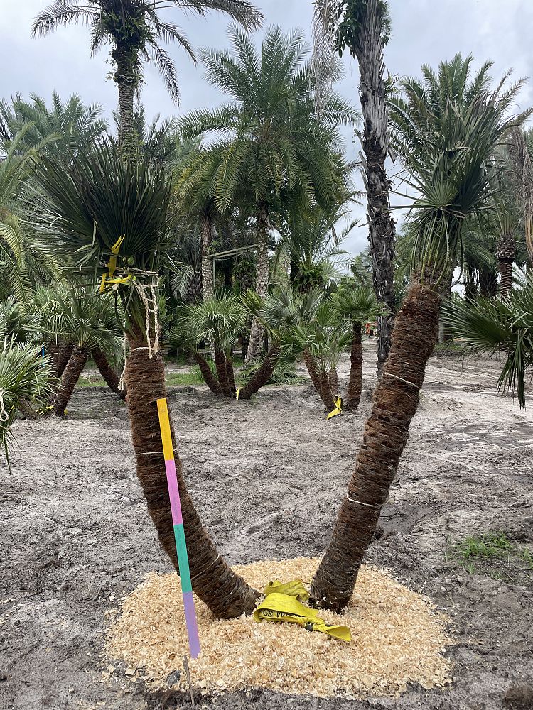 chamaerops-humilis-european-fan-palm-mediterranean-fan-palm