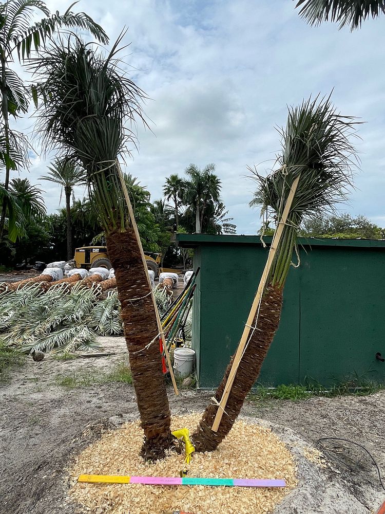 chamaerops-humilis-european-fan-palm-mediterranean-fan-palm