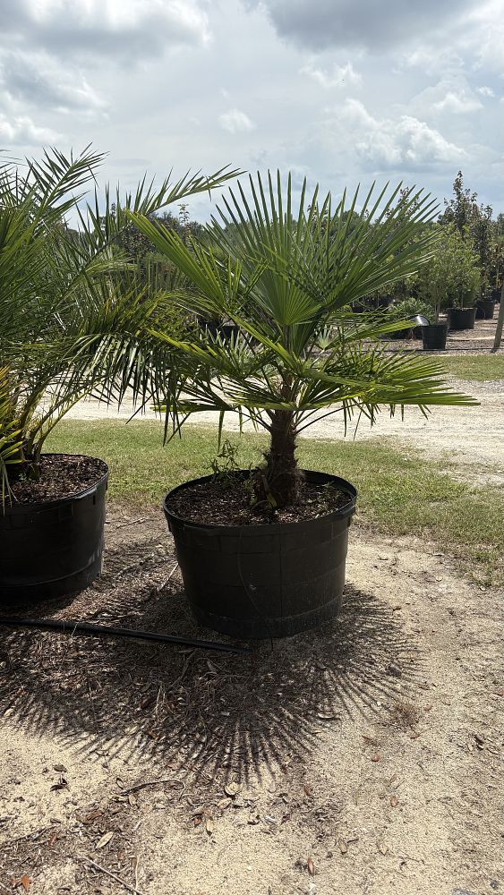 chamaerops-humilis-european-fan-palm-mediterranean-fan-palm