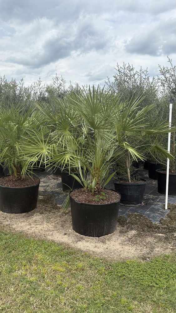 chamaerops-humilis-european-fan-palm-mediterranean-fan-palm