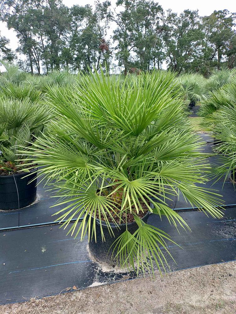 chamaerops-humilis-european-fan-palm-mediterranean-fan-palm