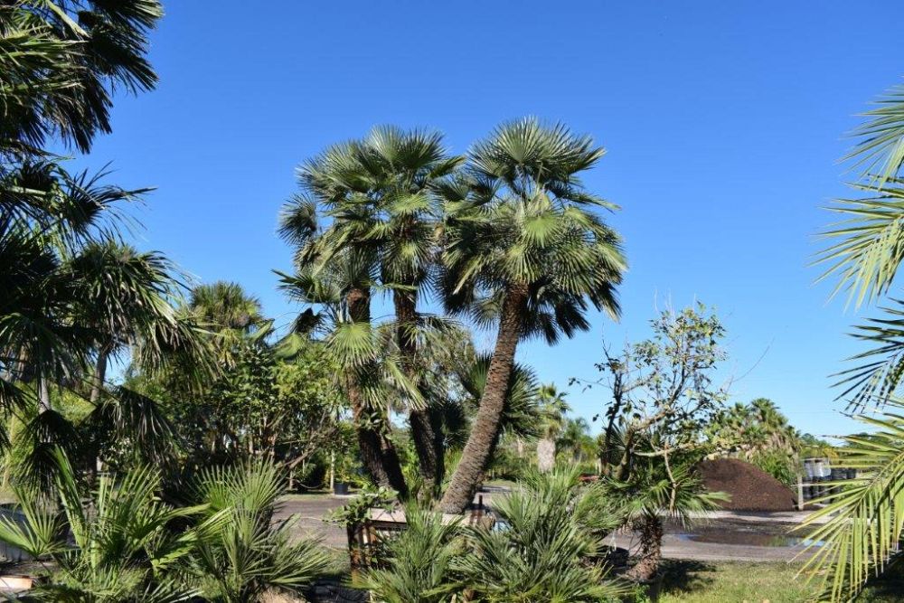 chamaerops-humilis-european-fan-palm-mediterranean-fan-palm