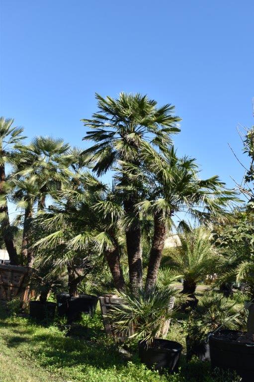chamaerops-humilis-european-fan-palm-mediterranean-fan-palm
