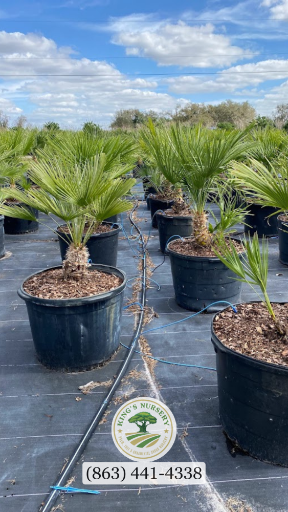 chamaerops-humilis-european-fan-palm-mediterranean-fan-palm