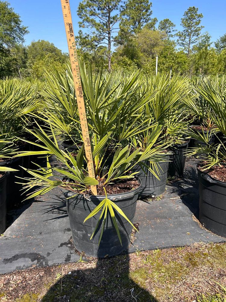 chamaerops-humilis-european-fan-palm-mediterranean-fan-palm