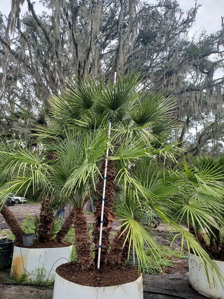 chamaerops-humilis-european-fan-palm-mediterranean-fan-palm