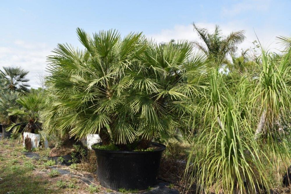 chamaerops-humilis-european-fan-palm-mediterranean-fan-palm
