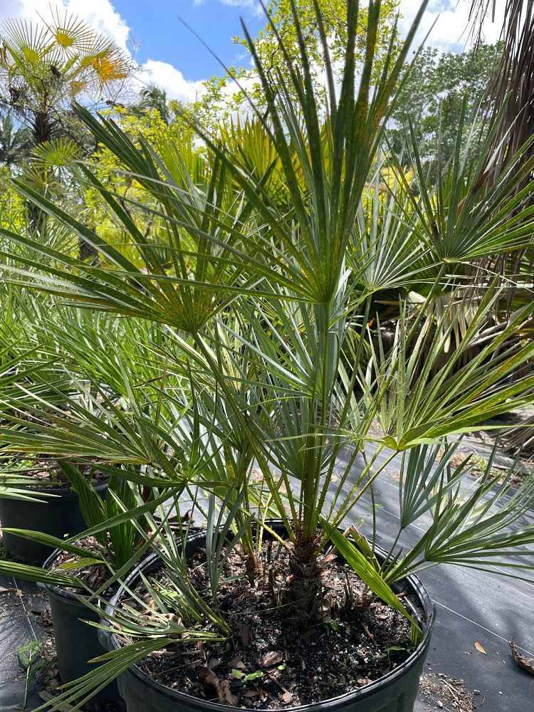 chamaerops-humilis-european-fan-palm-mediterranean-fan-palm