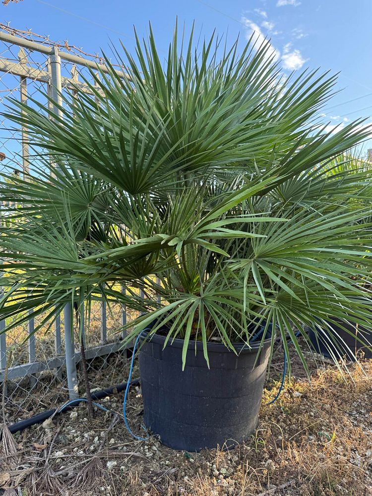 chamaerops-humilis-european-fan-palm-mediterranean-fan-palm
