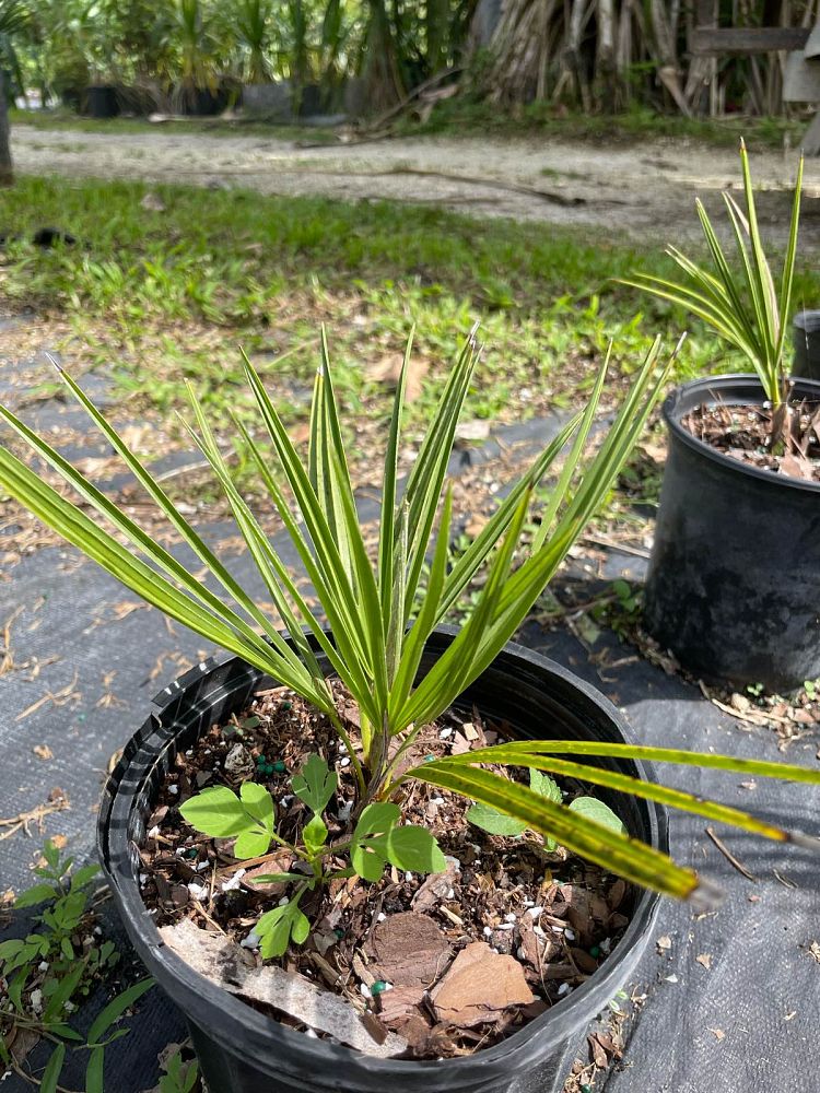 chamaerops-humilis-european-fan-palm-mediterranean-fan-palm
