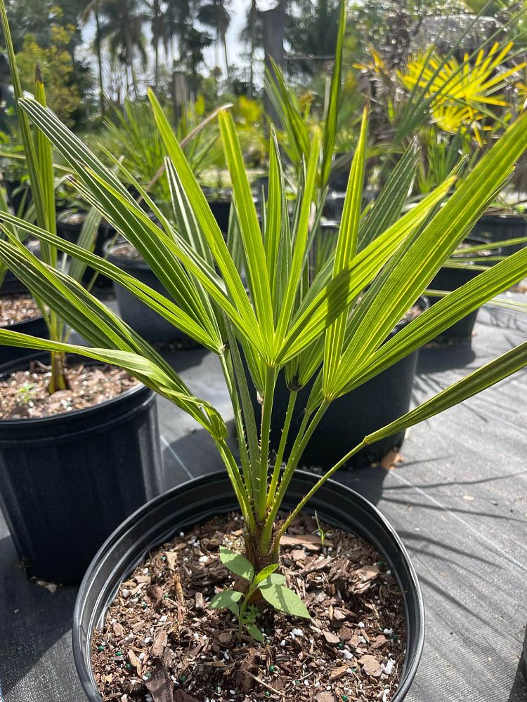 chamaerops-humilis-european-fan-palm-mediterranean-fan-palm