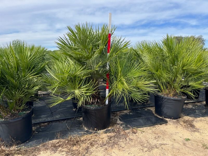 chamaerops-humilis-european-fan-palm-mediterranean-fan-palm