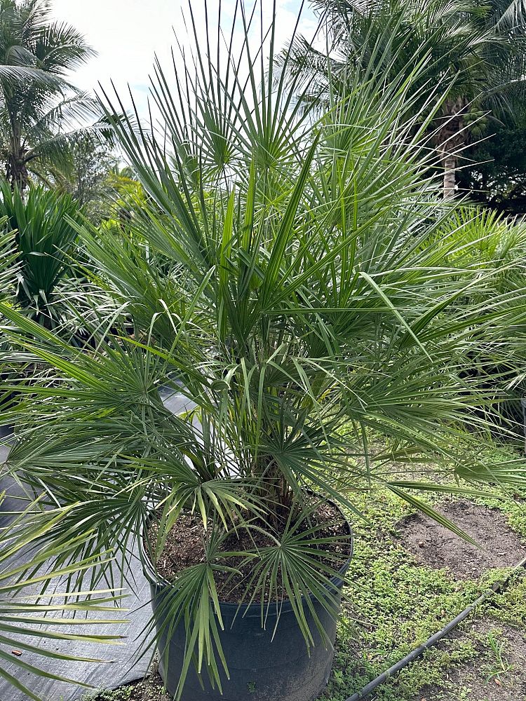 chamaerops-humilis-european-fan-palm-mediterranean-fan-palm