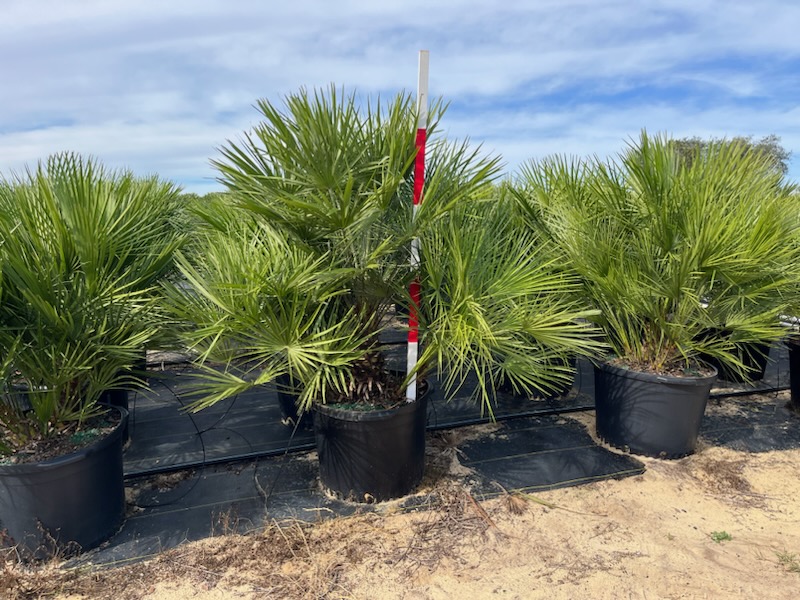 chamaerops-humilis-european-fan-palm-mediterranean-fan-palm