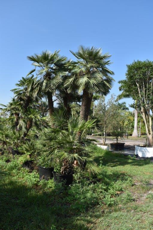 chamaerops-humilis-european-fan-palm-mediterranean-fan-palm