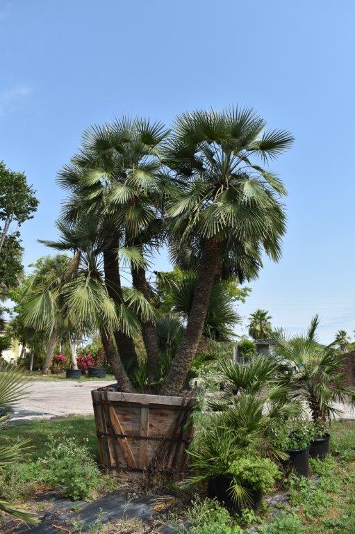 chamaerops-humilis-european-fan-palm-mediterranean-fan-palm