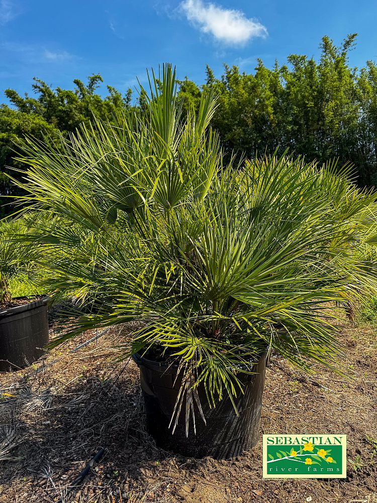 chamaerops-humilis-european-fan-palm-mediterranean-fan-palm