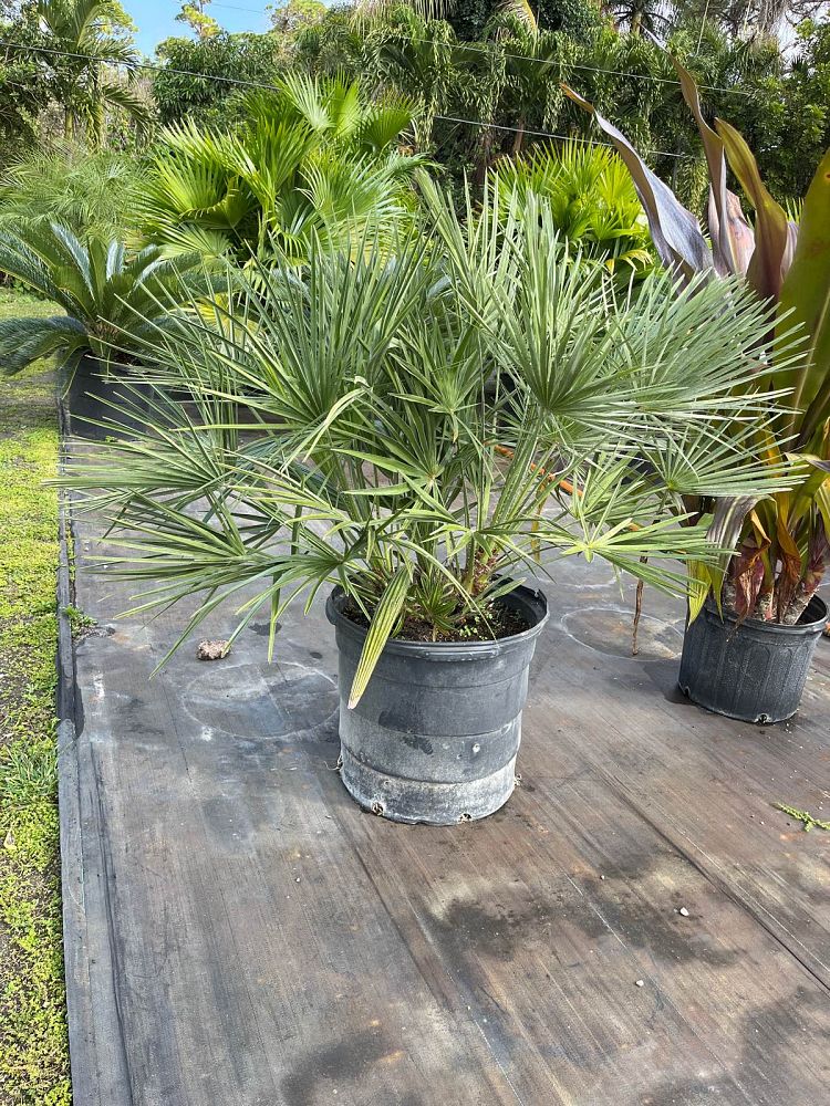 chamaerops-humilis-european-fan-palm-mediterranean-fan-palm
