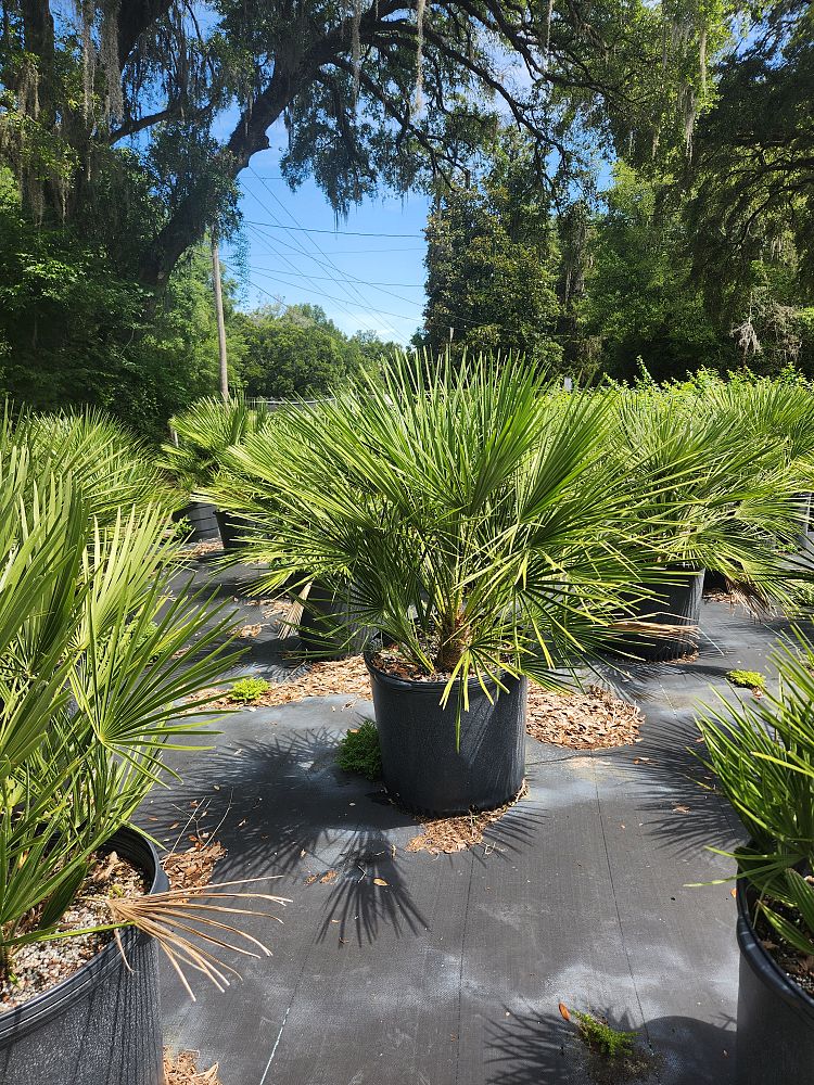 chamaerops-humilis-european-fan-palm-mediterranean-fan-palm
